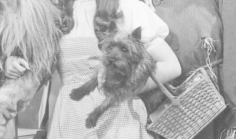 Toto The Cairn Terrier | 