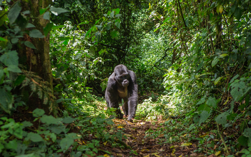 Five Surprising Facts About Uganda | Shutterstock