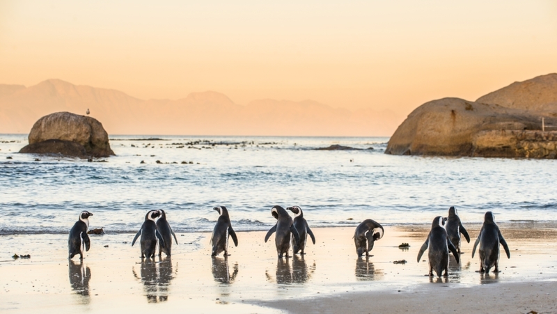 Wild Penguins | Shutterstock