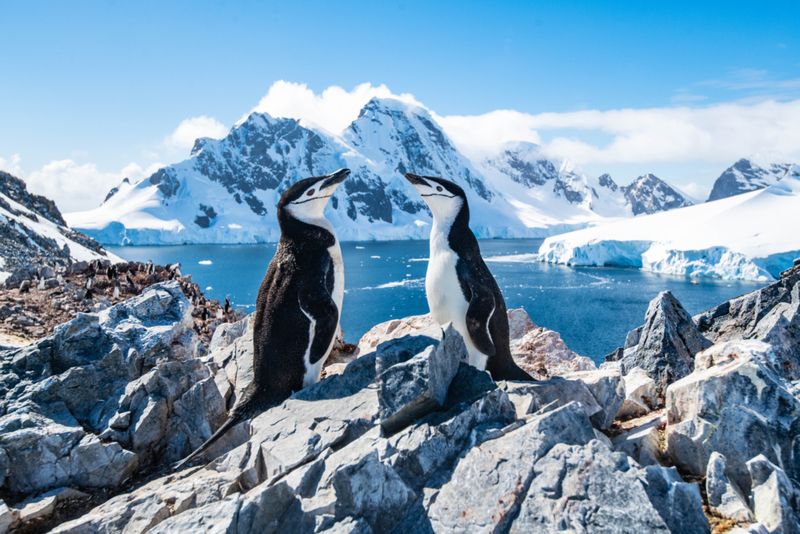 Why You Should Make Antarctica Your Next Destination | Shutterstock