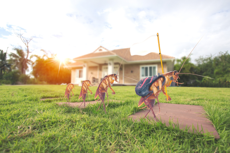 Roaches Taken Over? Reclaim your Space! | Shutterstock