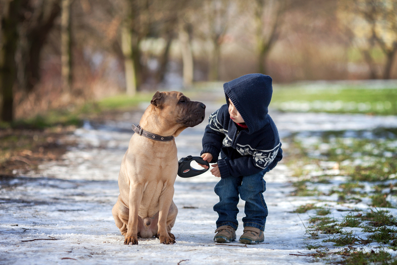 Why Your Children Should Have Pets from a Young Age | Shutterstock