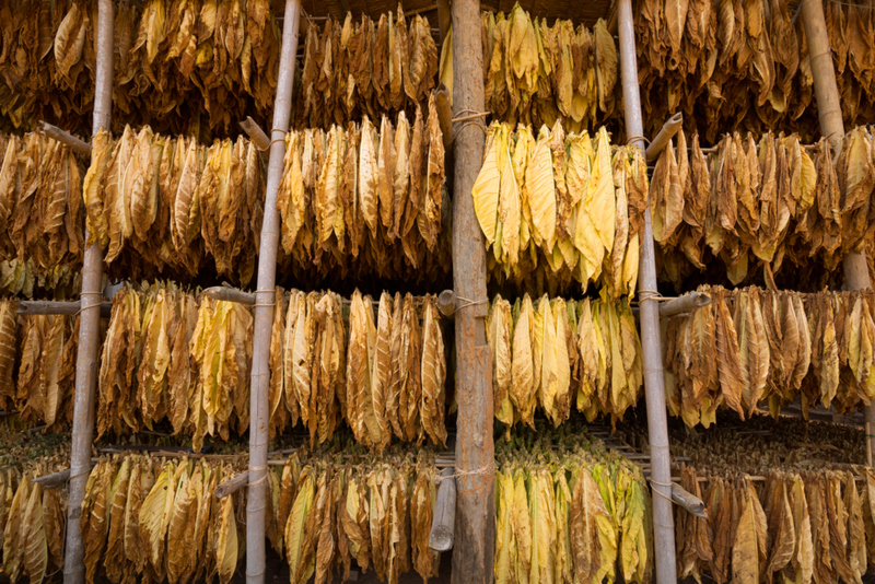 The Cultivation and History of Tobacco | Shutterstock