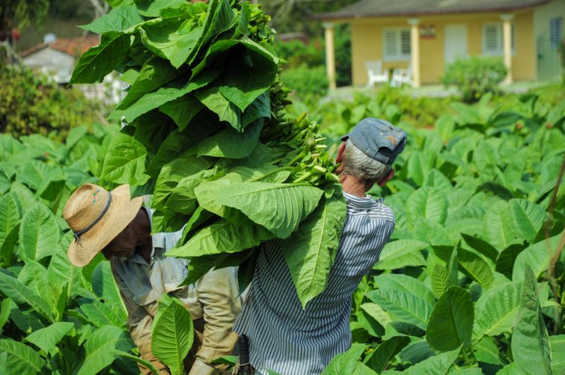 The Cultivation and History of Tobacco | Shutterstock