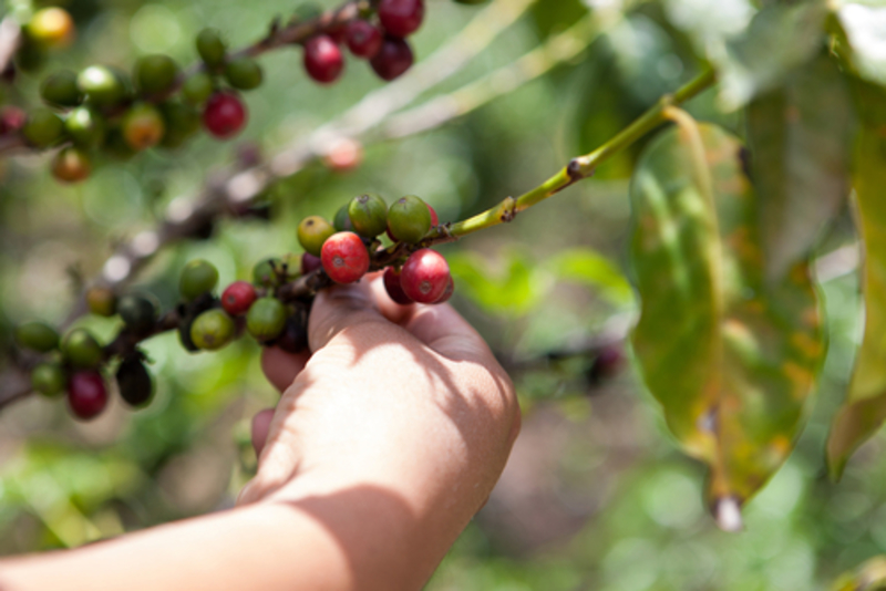 The Taste of Misty Mountain Coffee | Shutterstock