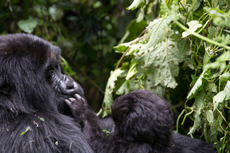 Spot Rare Wildlife in These 11 Countries | Shutterstock