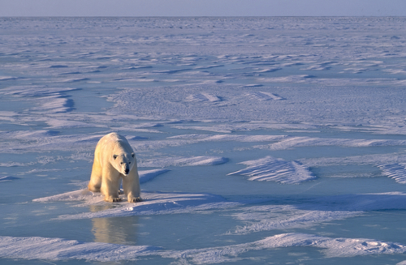 Spot Rare Wildlife in These 11 Countries | Shutterstock