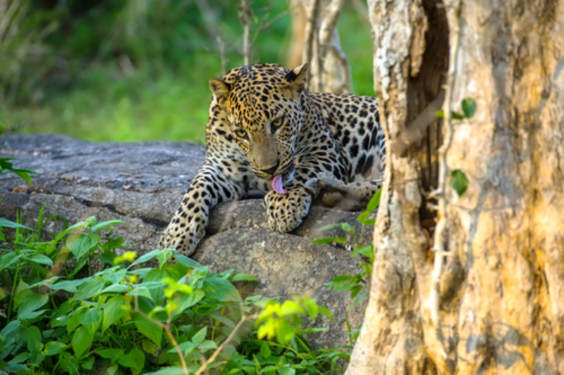 Spot Rare Wildlife in These 11 Countries | Shutterstock