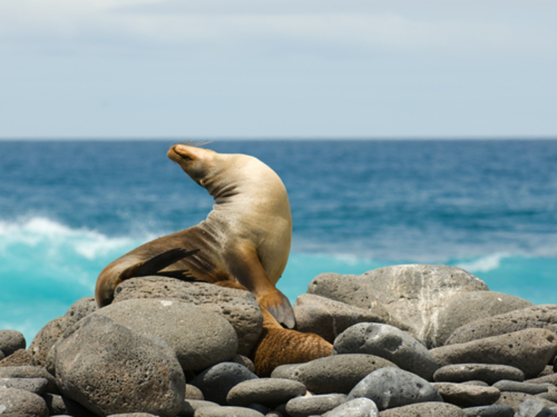 Spot Rare Wildlife in These 11 Countries | Shutterstock 