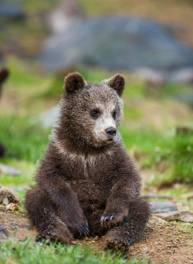 Trail Cams Capture Real Wild Life Photos