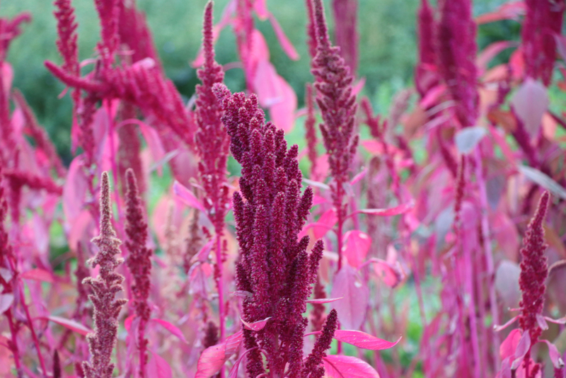 Amaranth | Shutterstock 