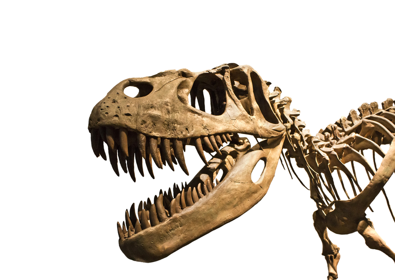 New Dinosaur Discoveries: Eggs, Embryos, Teeth, and Much More | Shutterstock