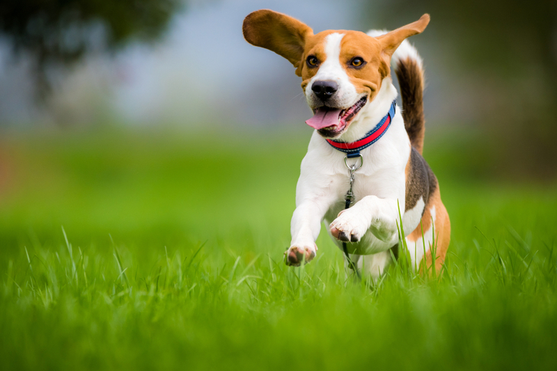 son terrier mezcla buenos perros de familia