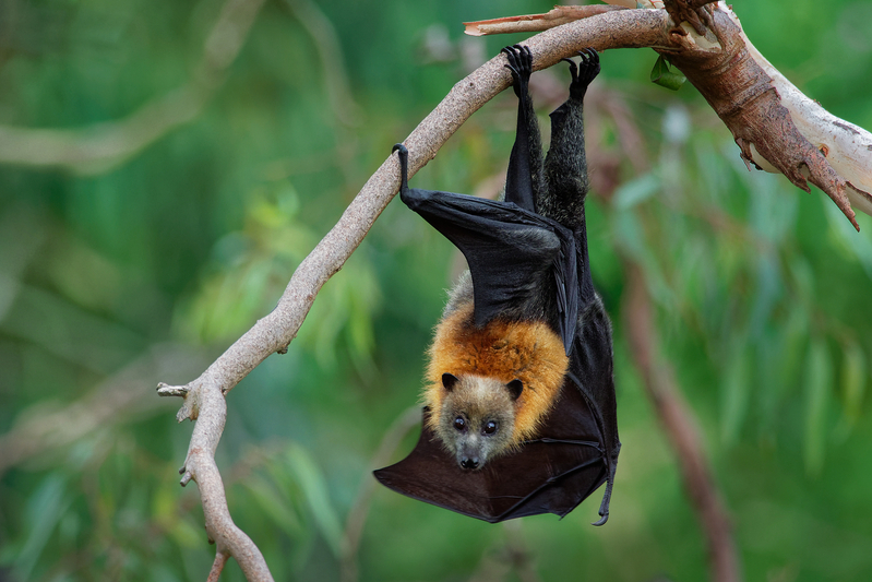 Grey-headed Flying Fox - What’s Going on Down Under? Things You Can ...