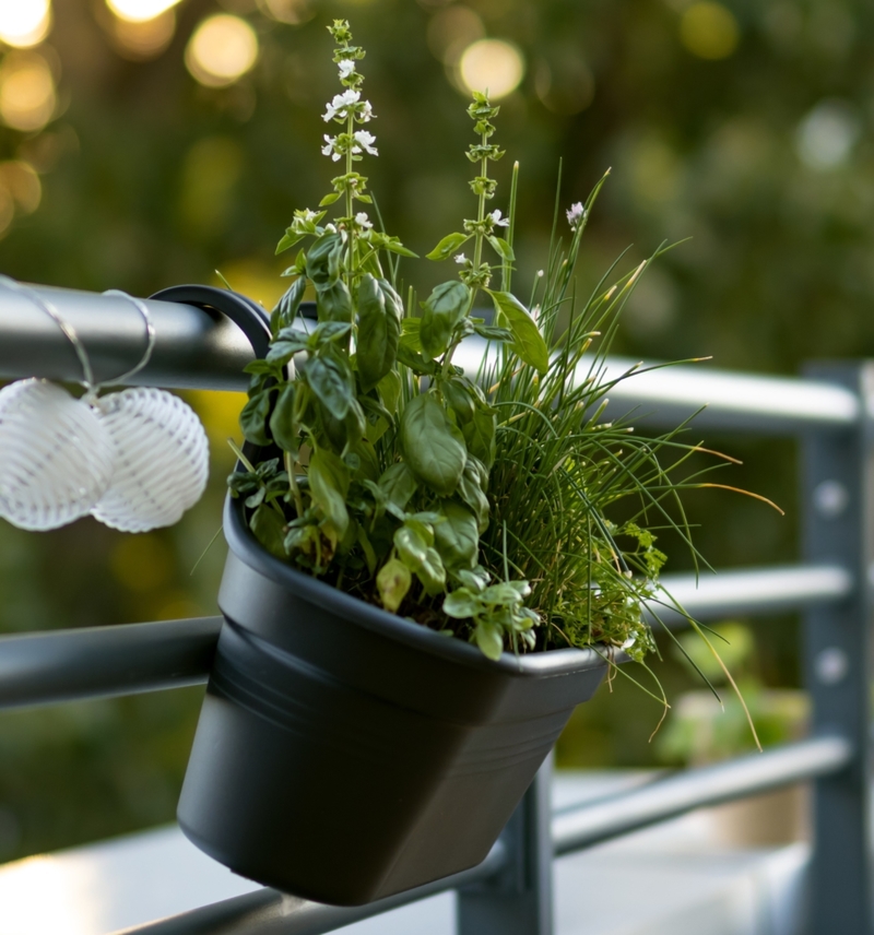 Herb Organizer | Shutterstock