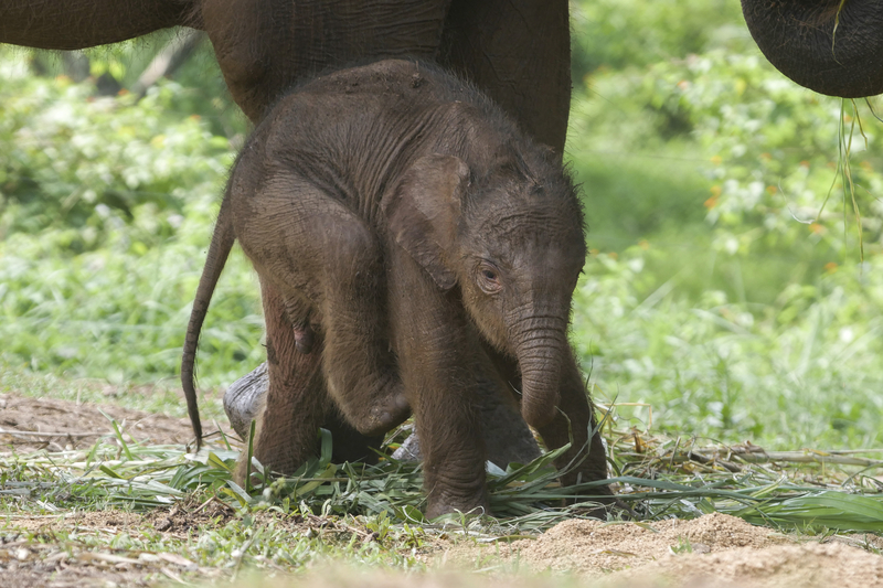 Go On, Introduce Yourself | Getty Images Photo by Dasril Roszandi