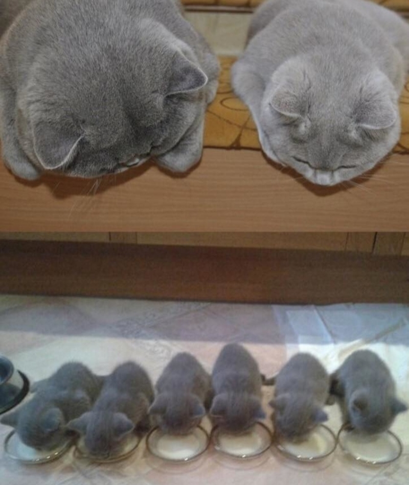 Proud Parents | Imgur.com/PzwyBsP