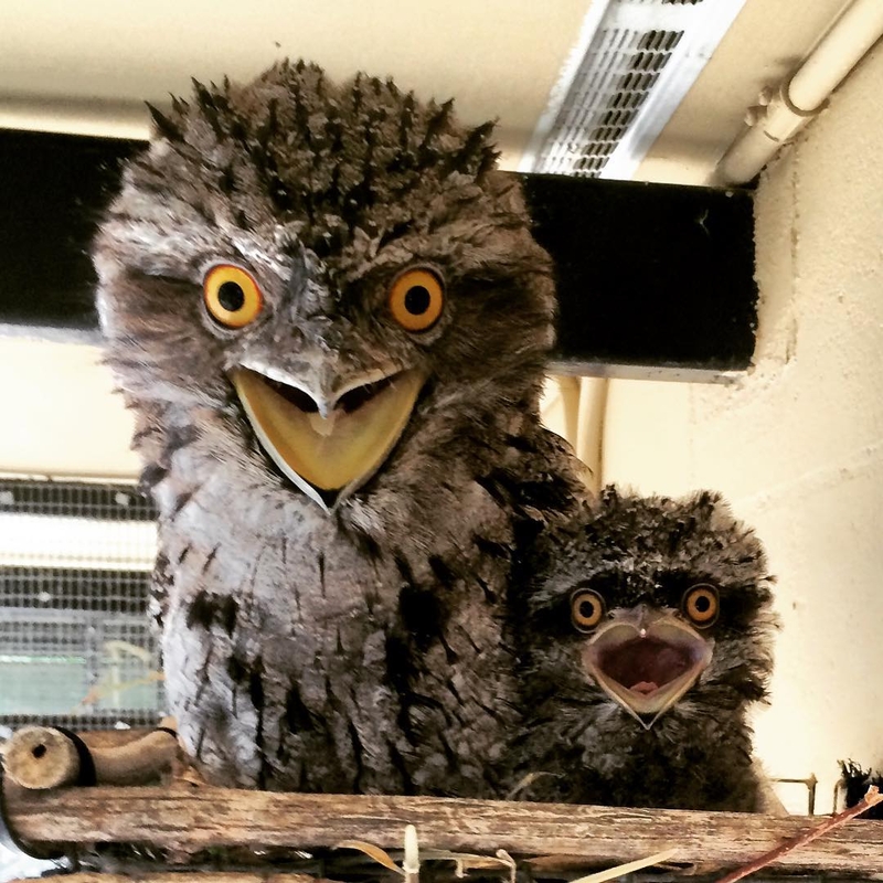 But I Haven't Brushed My Hair Yet! | Instagram/@stlzoo