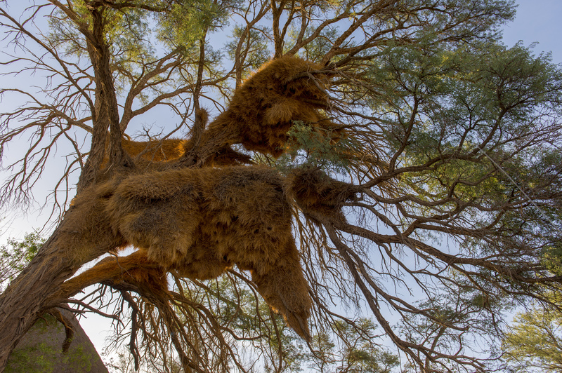 Giant Bird's Nest | Getty Images Photo by Wolfgang Kaehler/LightRocket