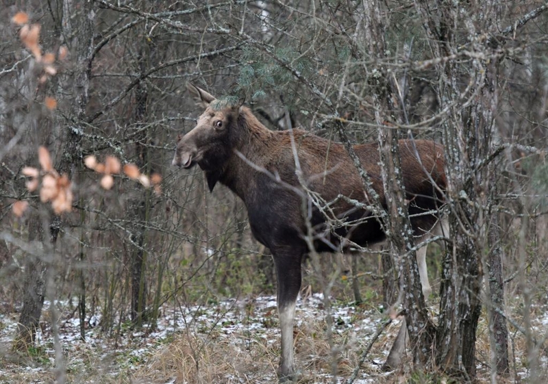 Where the Wild Has Reclaimed | Getty Images Photo by GENYA SAVILOV/AFP