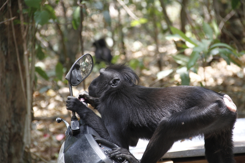 Who's the Cheekiest of Them All? | Getty Images Photo by Ronny Adolof Buol/Pacific Press/LightRocket