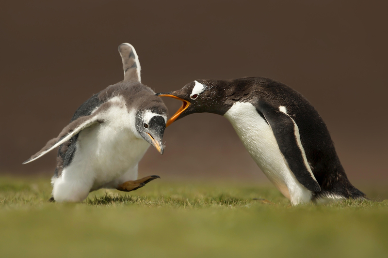 You're Grounded! | Alamy Stock Photo by Giedrius Stakauskas