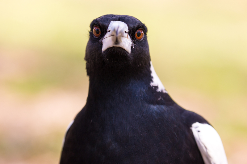 Heard You Talkin' | Getty Images Photo by burroblando