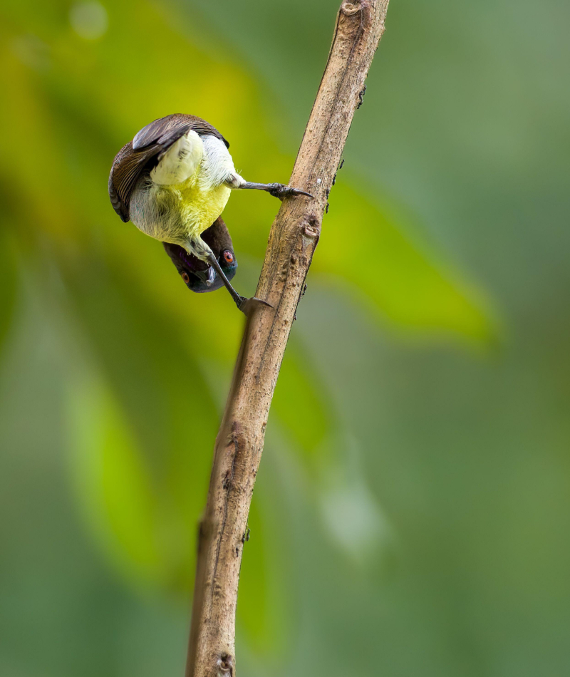 Cookoo! | Alamy Stock Photo by Nilanka Sampath