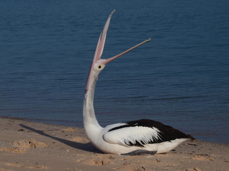 Morning Stretches | Alamy Stock Photo by Helmut Jacob