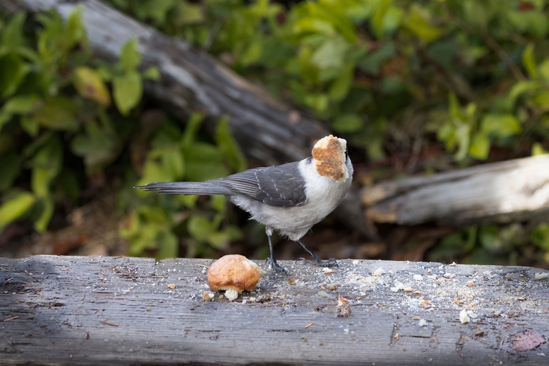 No Pictures, Please | Alamy Stock Photo by Linda Burek