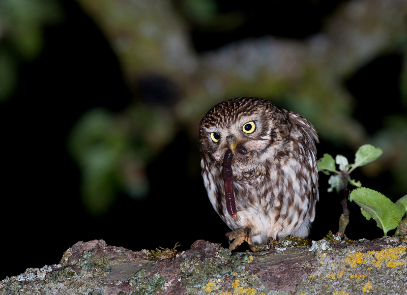 I'm Not Ready Yet | Alamy Stock Photo by imageBROKER GmbH & Co. KG/Horst Jegen