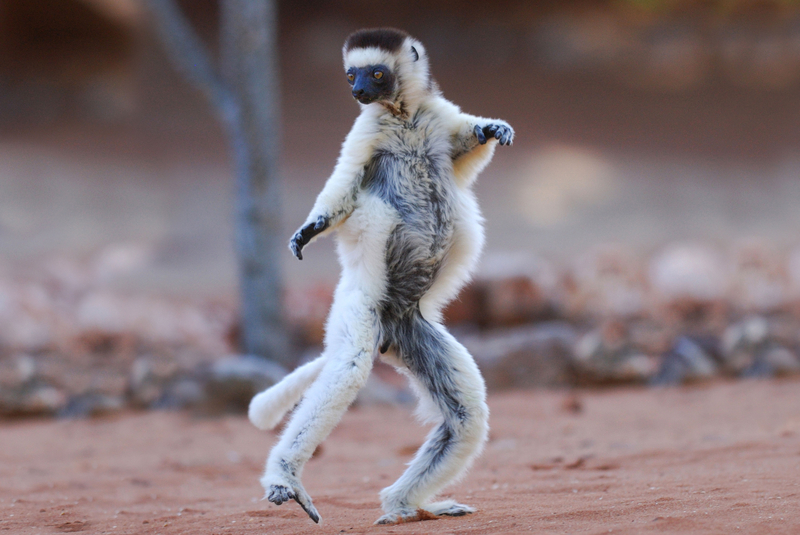 Tiny Dancer | Alamy Stock Photo by H Lansdown