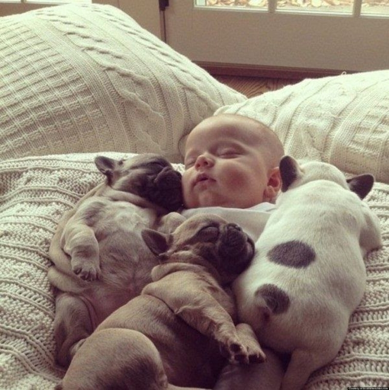 The Ultimate Cuddle Puddle | Imgur.com/6bECAFV