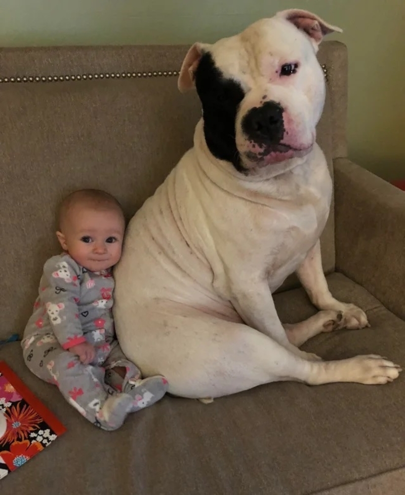 A Four-Legged Babysitter | Reddit.com/izzygray603