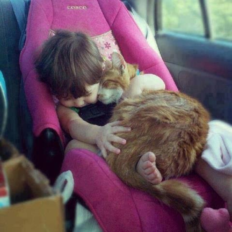 Kitten Hugs and Baby Snugs | Imgur.com/UC5qf