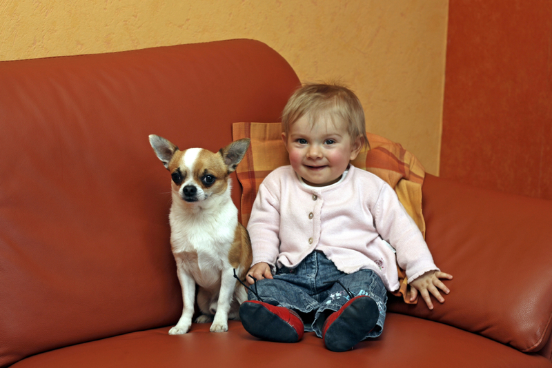 King of the Couch | Alamy Stock Photo