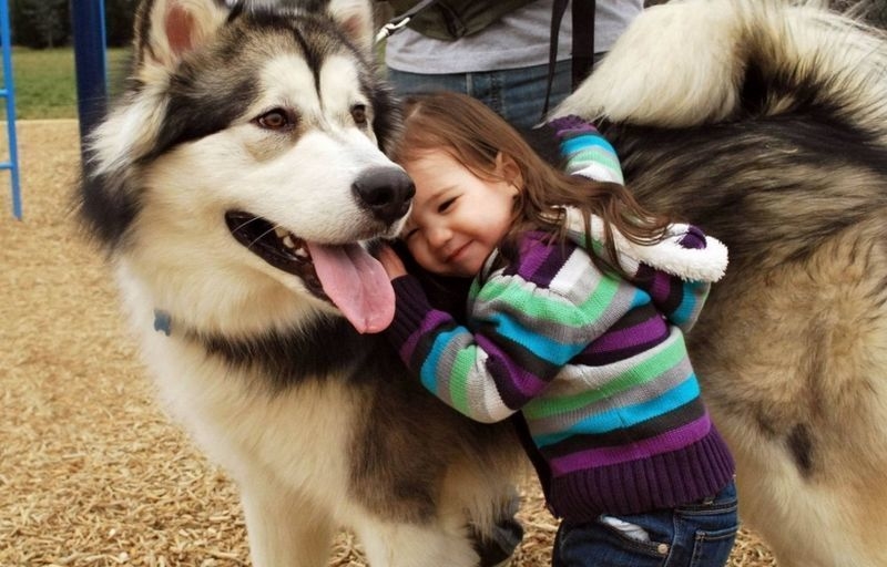 Husky Hugs | Imgur.com/fGswsKG