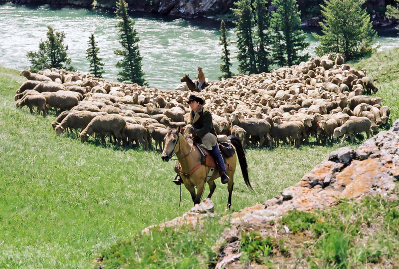 Trouble Directing Sheep | Alamy Stock Photo