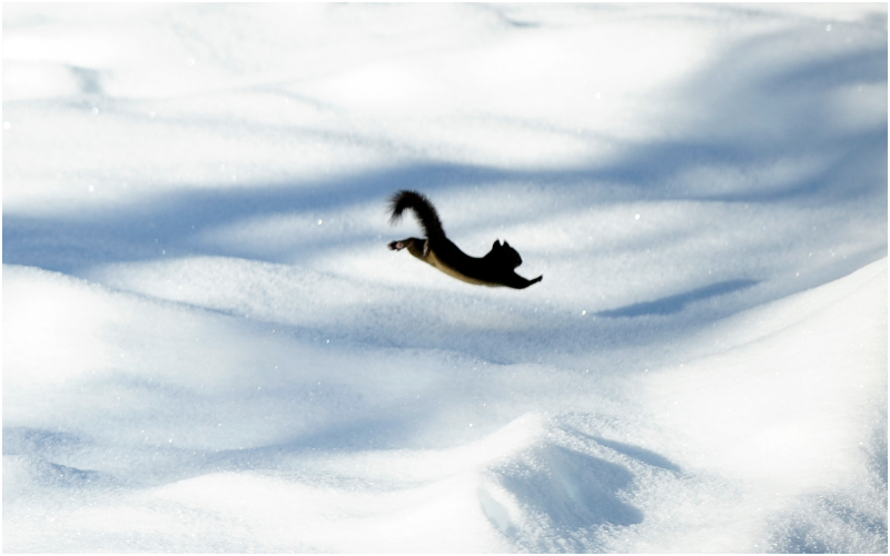 A Gold Medal in Cuteness | Getty Images Photo by FRANCK FIFE/AFP