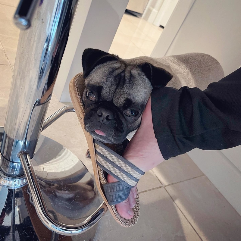 Have to Get Their Attention Somehow | Instagram/@mantou_kiki_pugslife