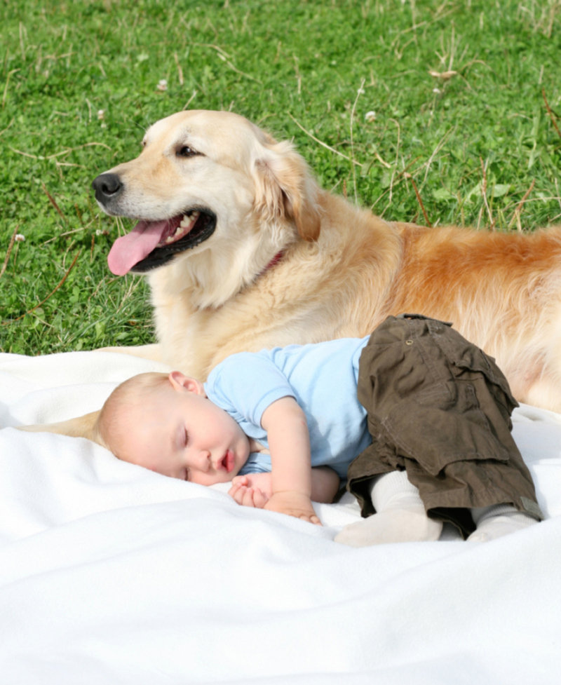 Canine Caretaker | Getty Images Photo by PK Photos