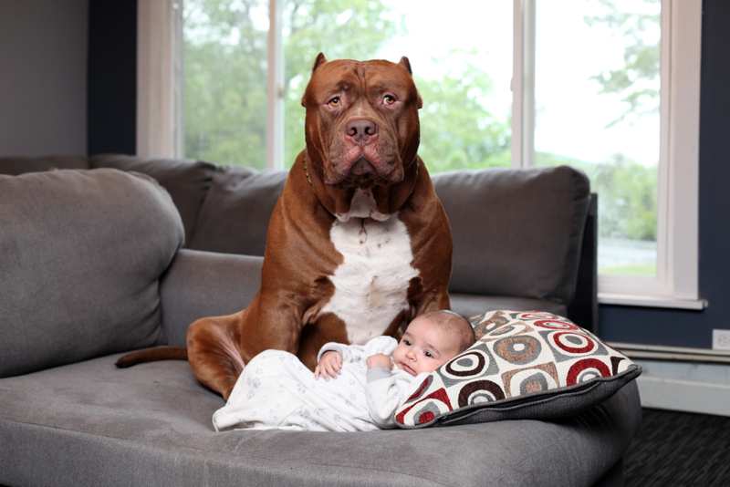 Canine Bodyguard | Getty Images Photo by Future Publishing 