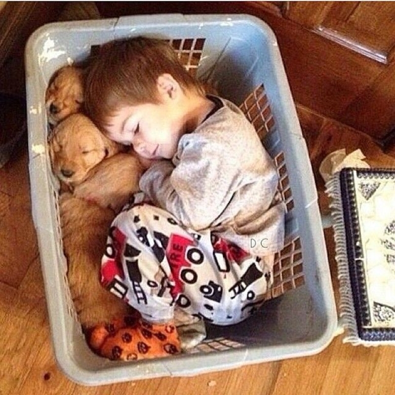 Buddies in a Basket | Imgur.com/2PGAPhh