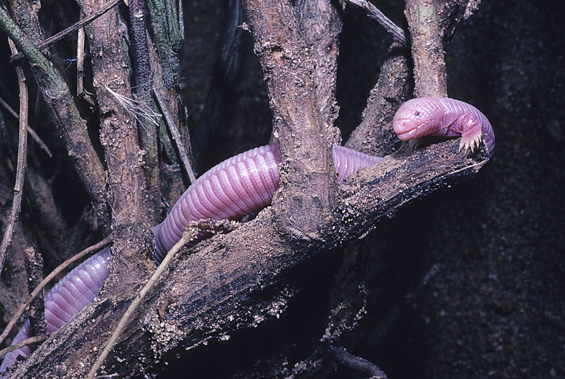 Atheris Chlorechis High-Res Stock Photo - Getty Images