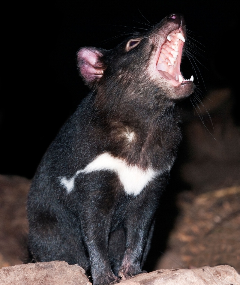 Tasmanian Devil | Alamy Stock Photo by Anaspides Photography/Iain D. Williams 