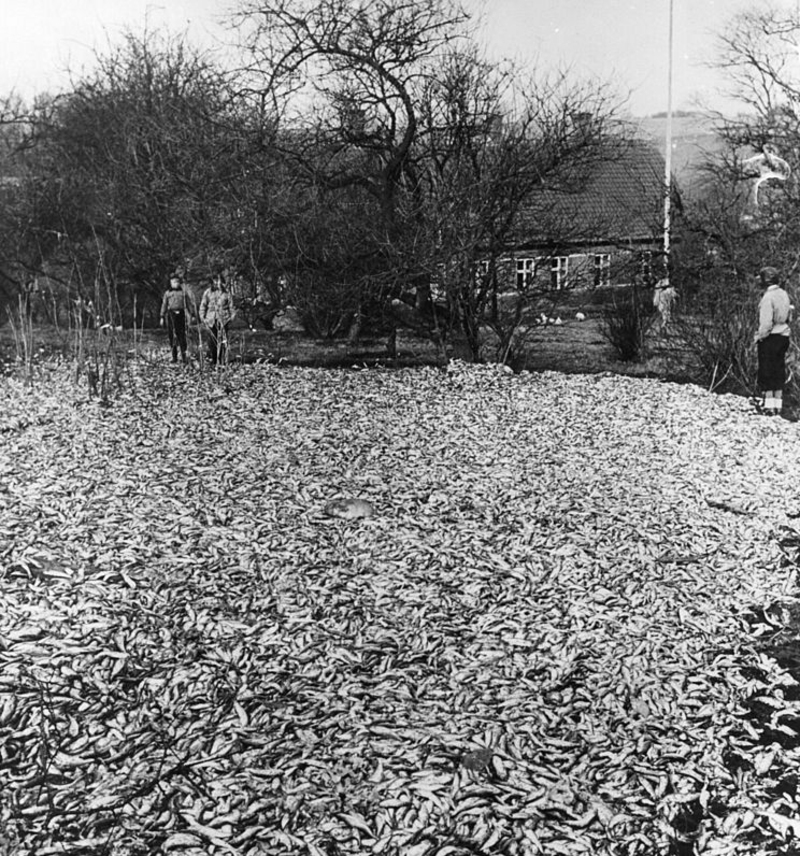 Fish Out Of Water | Getty Images/ Keystone / Stringer