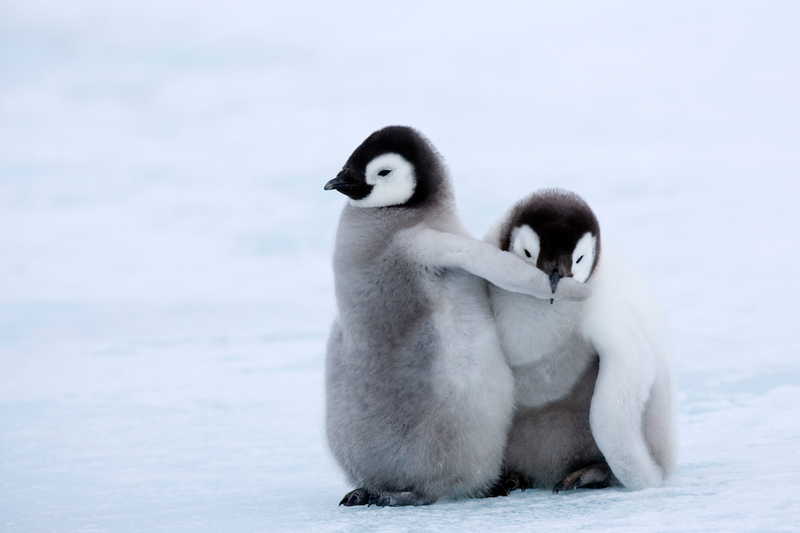 Stop Hogging All the Good Snow! | Alamy Stock Photo