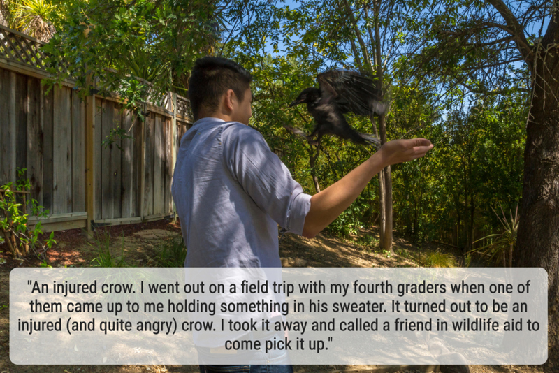 Counting Crow | Alamy Stock Photo