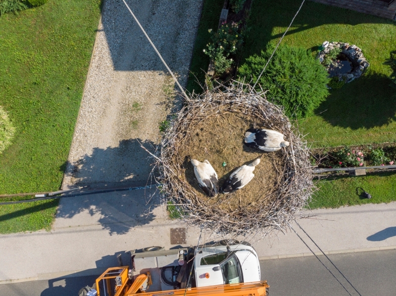 Bird's Nest Bird's Eye View | Alamy Stock Photo by Goran Šafarek 