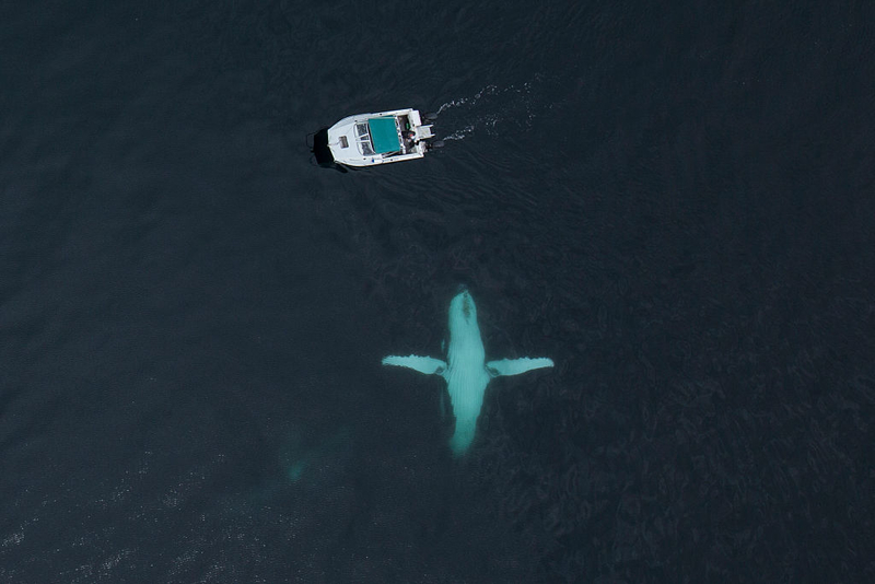 Follow the Leader | Getty Images Photo by Barcroft Media